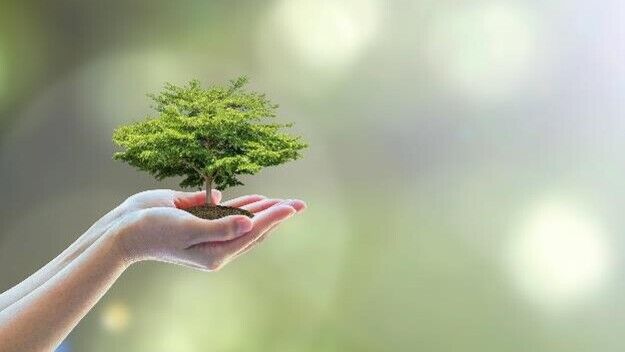 A hand holding a miniture green tree on a blurred green background with yellow circles